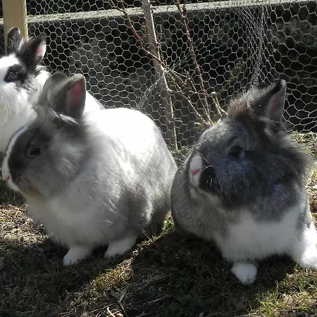 茨出根酒店 格林德瓦