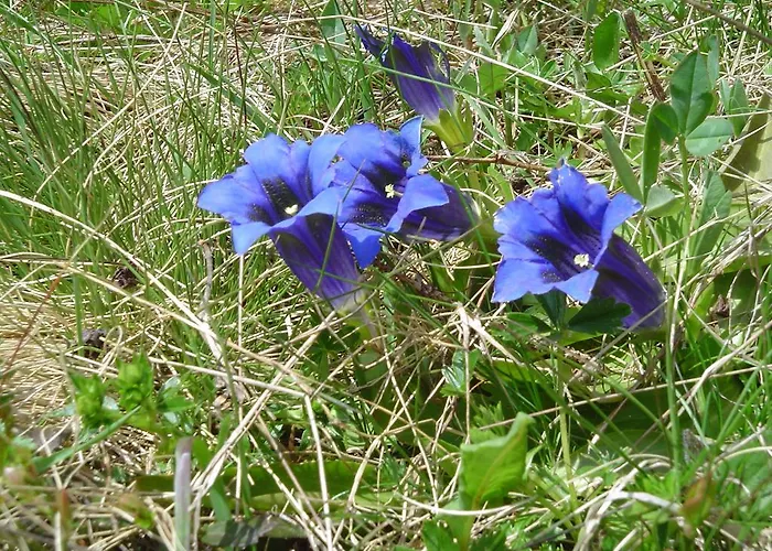 Tschuggen Grindelwald